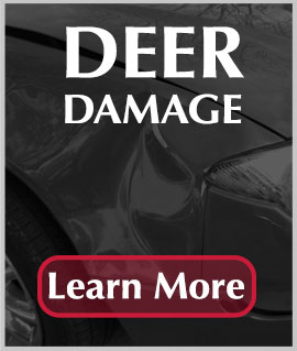 Deer Damage